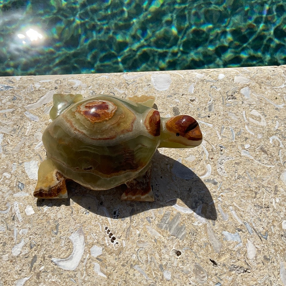 Beautiful marble turtle . - Picture 2 of 10